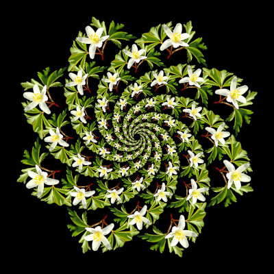 Spiral arrangement created with a wild flower seen in the forest 25th March