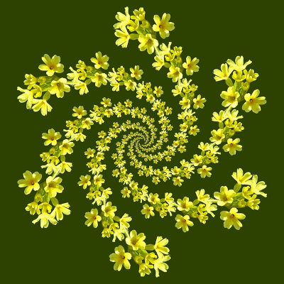 Spiral arrangement created with a wild flower seen in the forest 25th March