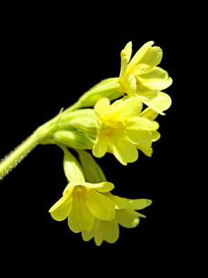 Wild flower seen in the forest 25th March. (Primula veris)