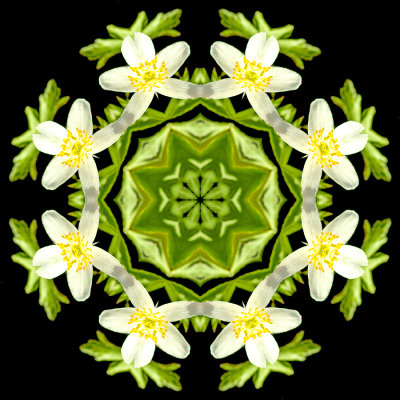 Kaleidoscopic picture created with a small wild flower seen in the forest in March