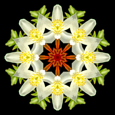 Kaleidoscopic picture created with a small wild flower seen in the forest in March