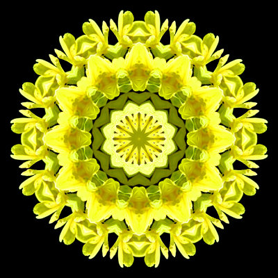 Kaleidoscopic picture created with a small wild flower seen in the forest in March