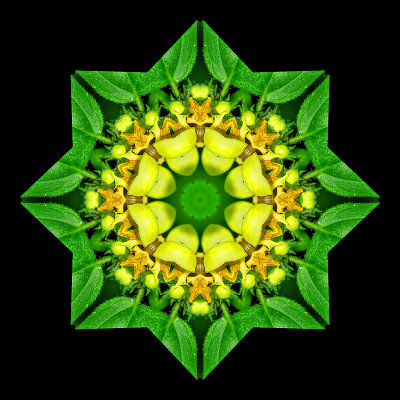 Kaleidoscope created with a wild flower seen in the forest in March