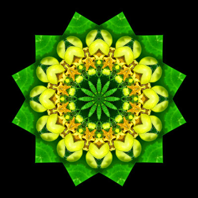 Kaleidoscope created with a wild flower seen in the forest in March