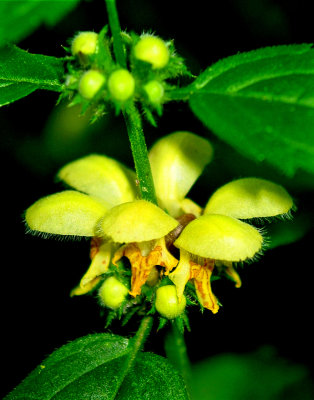 A wild flower seen in the forest in March