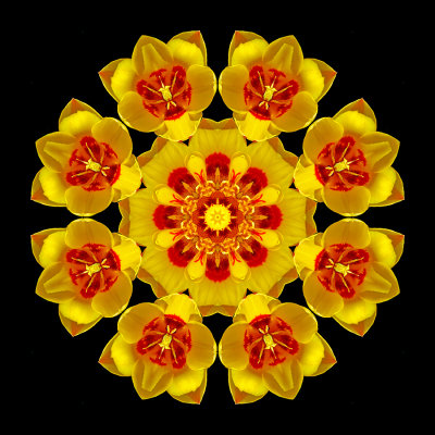 Kaleidoscope created with a tulip flower seen in April