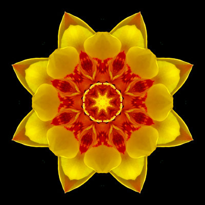 Kaleidoscope created with a tulip flower seen in April