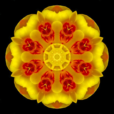 Kaleidoscope created with a tulip flower seen in April