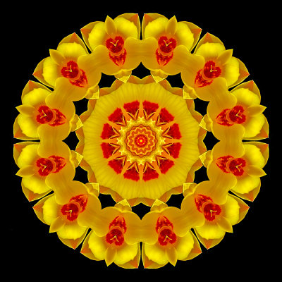 Kaleidoscope created with a tulip flower seen in April