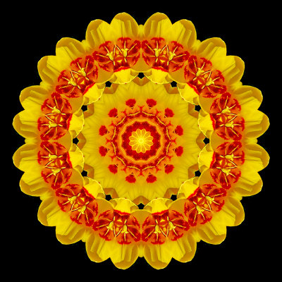 Kaleidoscope created with a tulip flower seen in April