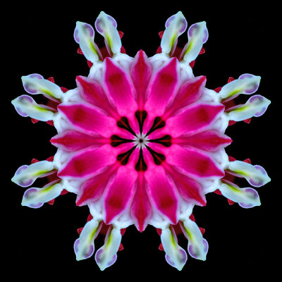 Kaleidoscope created with a garden flower seen in April