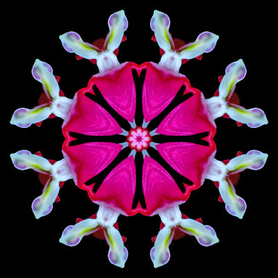 Kaleidoscope created with a garden flower seen in April