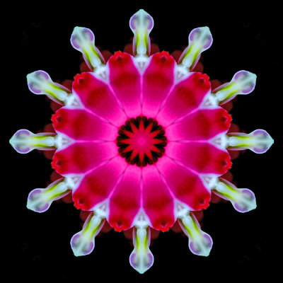 Kaleidoscope created with a garden flower seen in April