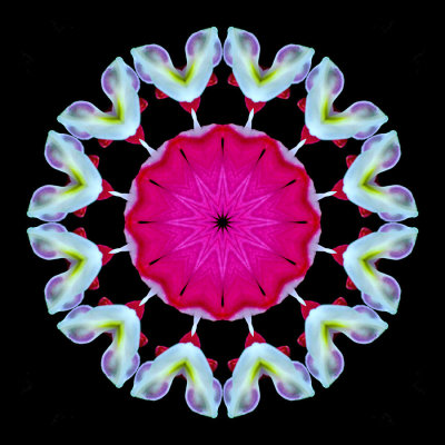 Kaleidoscope created with a garden flower seen in April