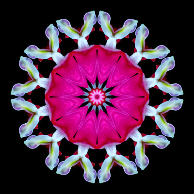 Kaleidoscope created with a garden flower seen in April