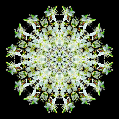 Kaleidoscopic picture created with  a branch of a booming bush seen in April