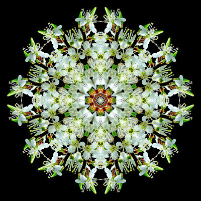 Kaleidoscopic picture created with  a branch of a booming bush seen in April