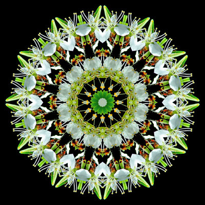 Kaleidoscopic picture created with  a branch of a booming bush seen in April