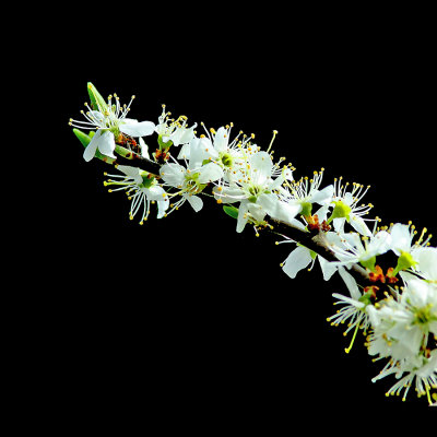 A branch of a booming bush seen in April