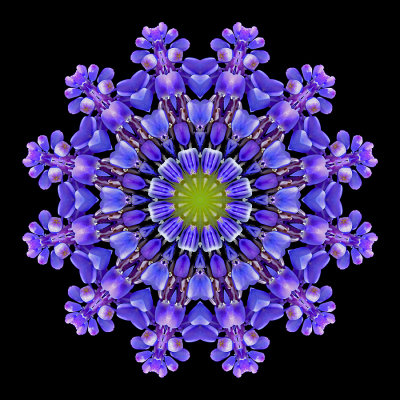 Kaleidoscope created with a small garden flower seen in April