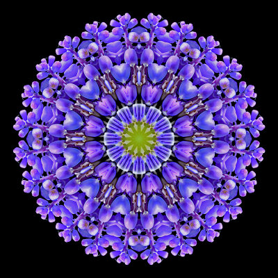 Kaleidoscope created with a small garden flower seen in April