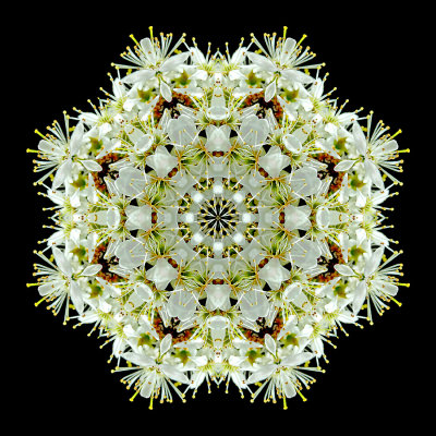 Kaleidoscope created with blooms of a tree in April