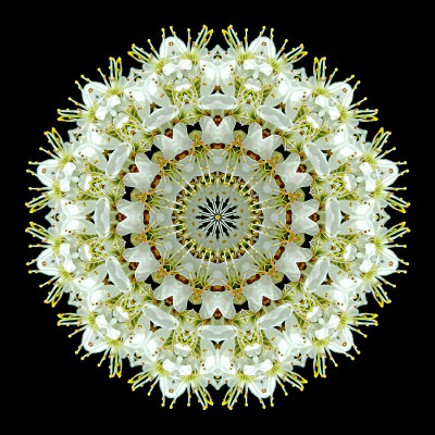 Kaleidoscope created with blooms of a tree in April