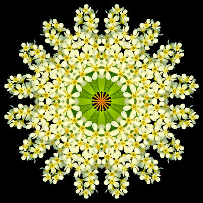 Kaleidoscope created with a blooming bush in April