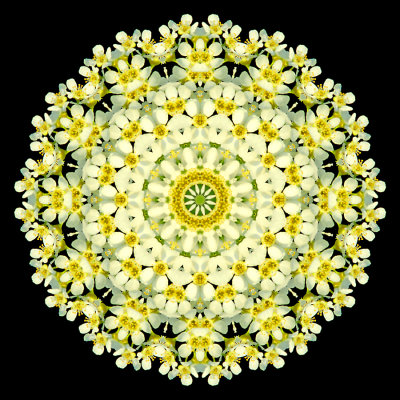 Kaleidoscope created with a blooming bush in April