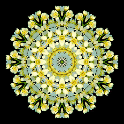 Kaleidoscope created with a blooming bush in April