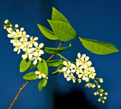 A blooming bush seen in April