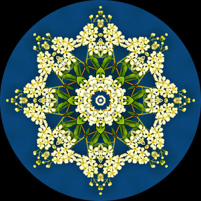 Kaleidoscope created with a blooming bush seen in April
