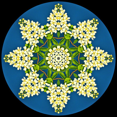 Kaleidoscope created with a blooming bush seen in April