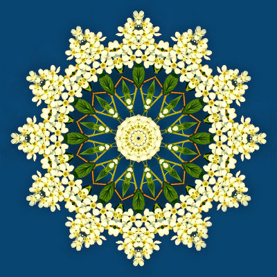 Kaleidoscope created with a blooming bush seen in April