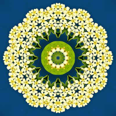 Kaleidoscope created with a blooming bush seen in April