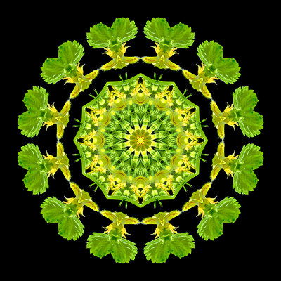 Kaleidoscope created with a wild flower seen in the forest in April