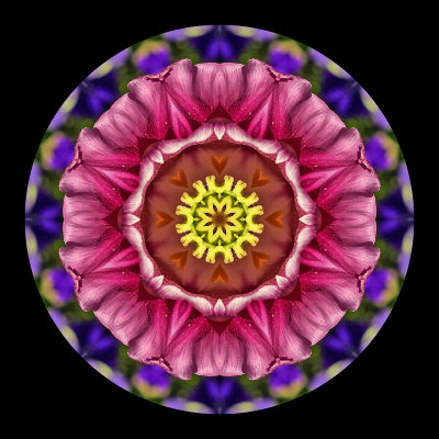 Kaleidoscope created with a tulip seen in the garden in April