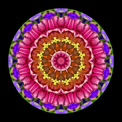 Kaleidoscope created with a tulip seen in the garden in April