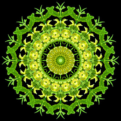 Kaleidoscopic creation done with a wild flower seen in the forest in April
