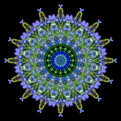 Kaleidoscopic creation done with a wild flower