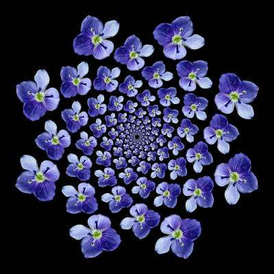 Spiral arrangement with a small blue wild flower - 128 copies of the same flower