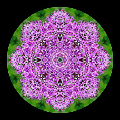 Kaleidoscope created with a wild flower seen in April