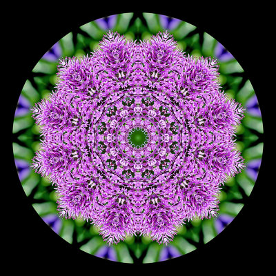 Kaleidoscope created with a wild flower seen in April