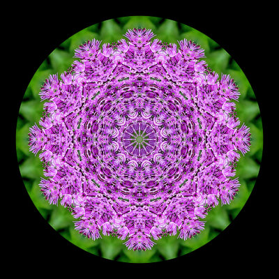 Kaleidoscope created with a wild flower seen in April