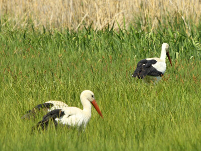 Storks seen in a wetland reserve north of Zurich