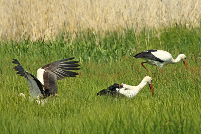 Storks seen in a wetland reserve north of Zurich