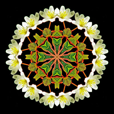 Kaleidoscopic creation with a wild flower seen in the forest in April