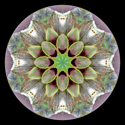 Kaleidoscopic picture created with an artichoke