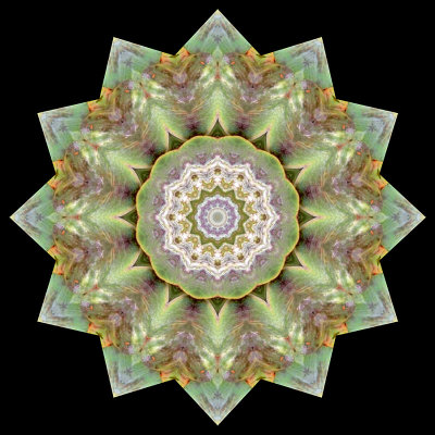 Kaleidoscopic picture created with an artichoke