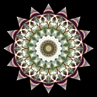 Enhanced kaleidoscope created with a picture of an artichoke